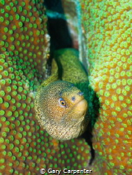 Goldentail moray (Gymnothorax miliaris) - Picture taken w... by Gary Carpenter 